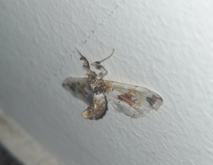 Leucinodes orbonalis