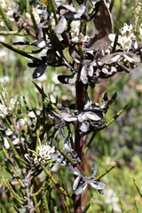 Hakea microcarpa