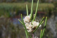 Hakea microcarpa