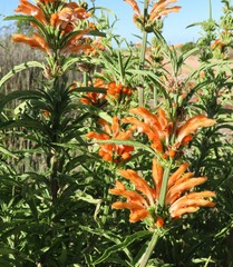 Leonotis leonurus