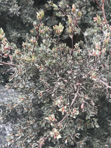 Namadgi teatree (Gaudium namadgiense)