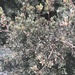 Leptospermum namadgiensis - Photo (c) Ciaran Ernst-Russell, alguns direitos reservados (CC BY-NC), uploaded by Ciaran Ernst-Russell