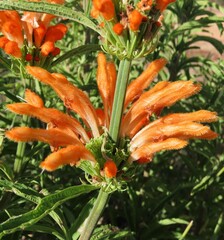 Leonotis leonurus