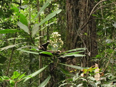 Pittosporum paniculatum