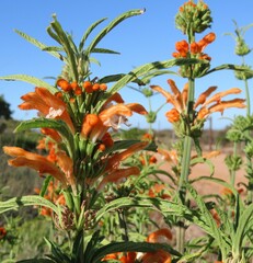 Leonotis leonurus