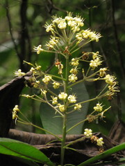 Pittosporum paniculatum