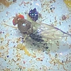 Drosophila