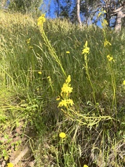 Bulbine