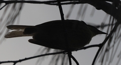 Gavicalis versicolor