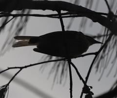 Gavicalis versicolor