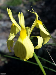 Moraea thomasiae