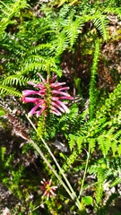 Erica densifolia