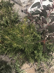 Hakea lissosperma