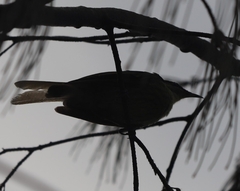 Gavicalis versicolor