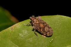 Errotasa neovalesiaca