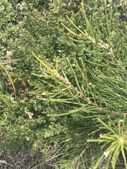 Hakea lissosperma