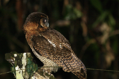 Strix leptogrammica