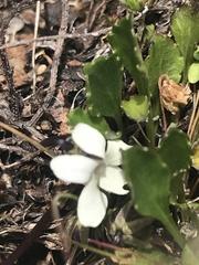 Viola improcera