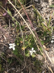 Viola improcera