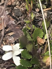 Viola improcera
