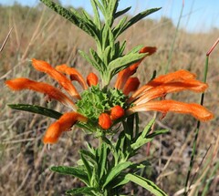 Leonotis leonurus