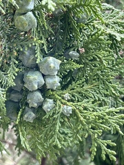 Platycladus orientalis