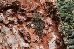 Borboropactus edentatus