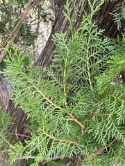 Platycladus orientalis