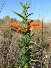 Leonotis leonurus