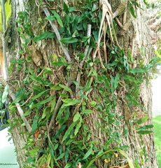 Microgramma squamulosa