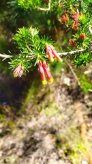 Erica discolor