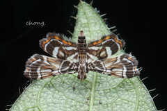 Musotiminae