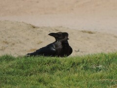 Corvus ruficollis