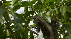 Manorina melanocephala