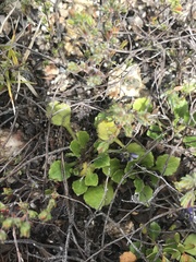 Viola improcera