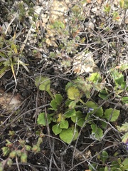 Viola improcera