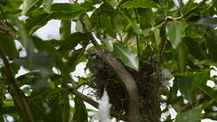Manorina melanocephala