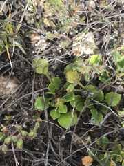 Viola improcera