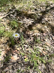 Brachyscome diversifolia