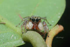 Colopsus