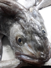 Merluccius merluccius