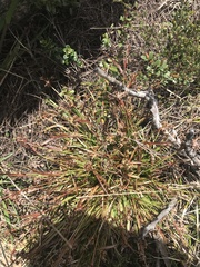 Luzula novae-cambriae