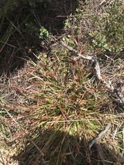 Luzula novae-cambriae