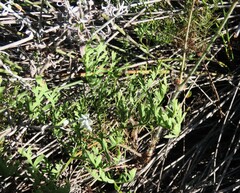 Pelargonium multiradiatum