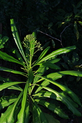 Pittosporum paniculatum