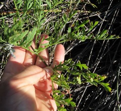 Pelargonium multiradiatum