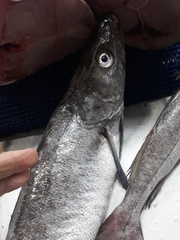 Merluccius merluccius