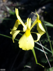 Moraea thomasiae