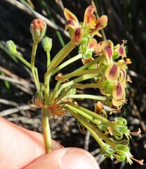 Pelargonium multiradiatum