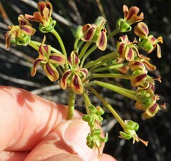 Pelargonium multiradiatum